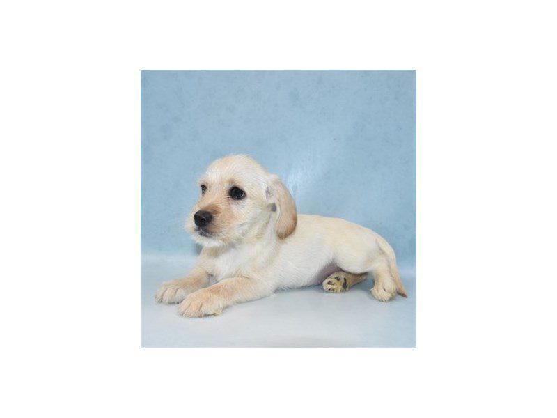 Mix-Female-Cream-2727184-Animal Kingdom | Puppies N Love