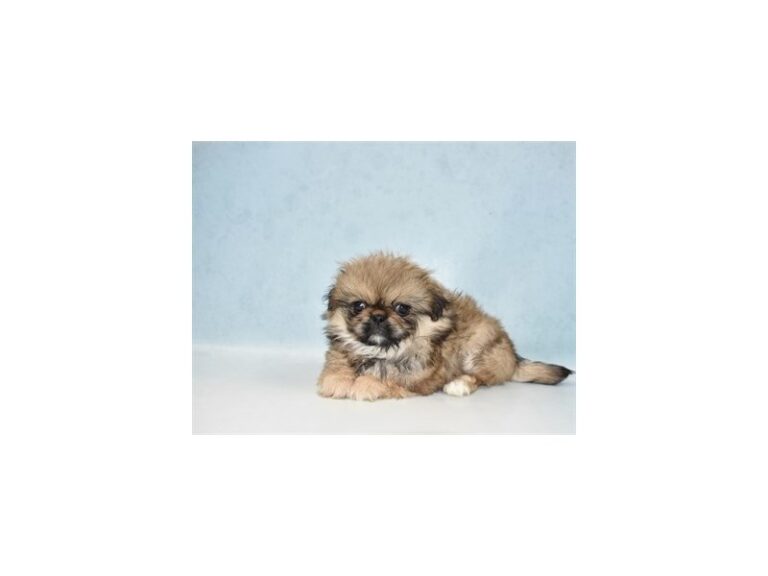 Pekingese