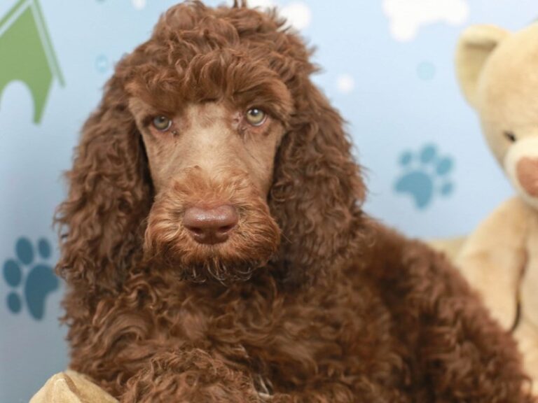 Standard Poodle