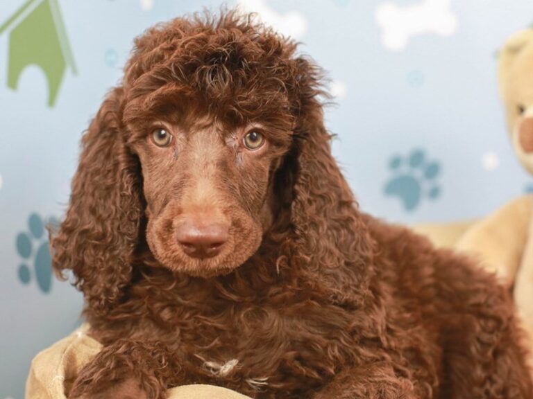 Standard Poodle