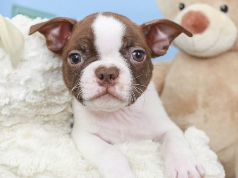 Boston Terrier