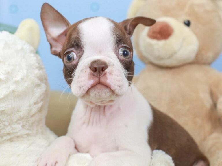 Boston Terrier