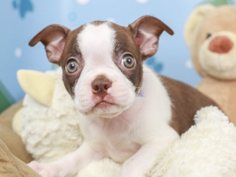 Boston Terrier