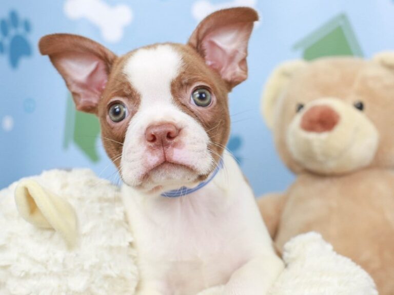 Boston Terrier