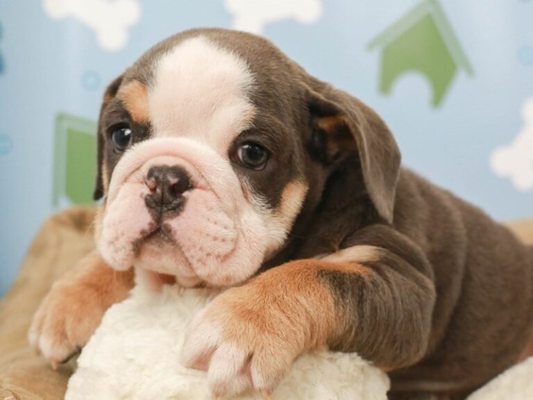 English Bulldog