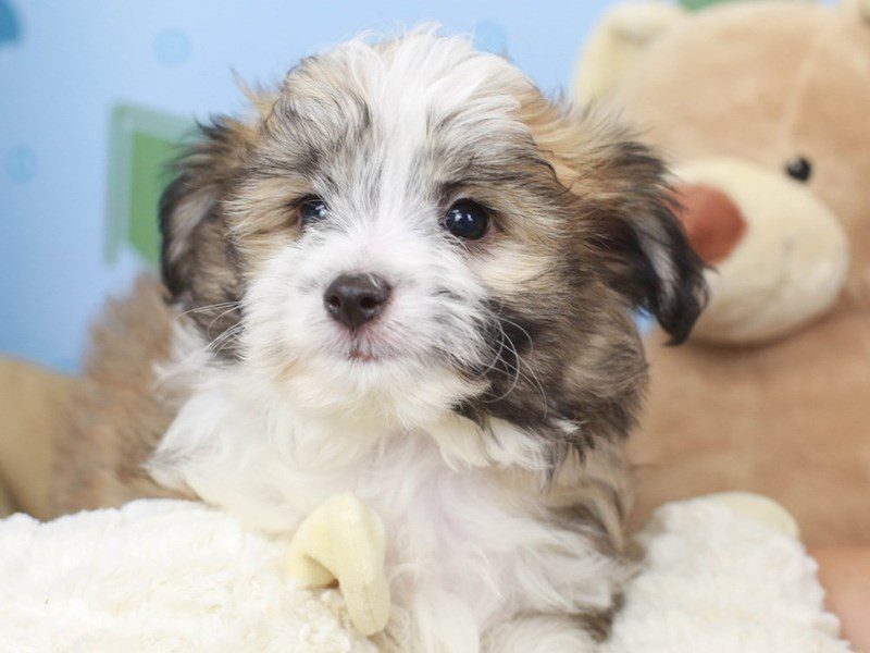 Aussie Chon-Male--2729975-Animal Kingdom | Puppies N Love