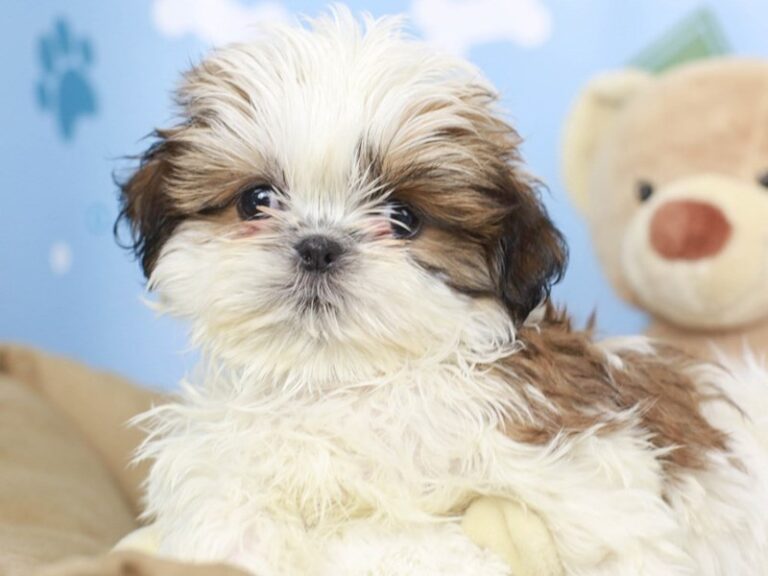 Shih Tzu