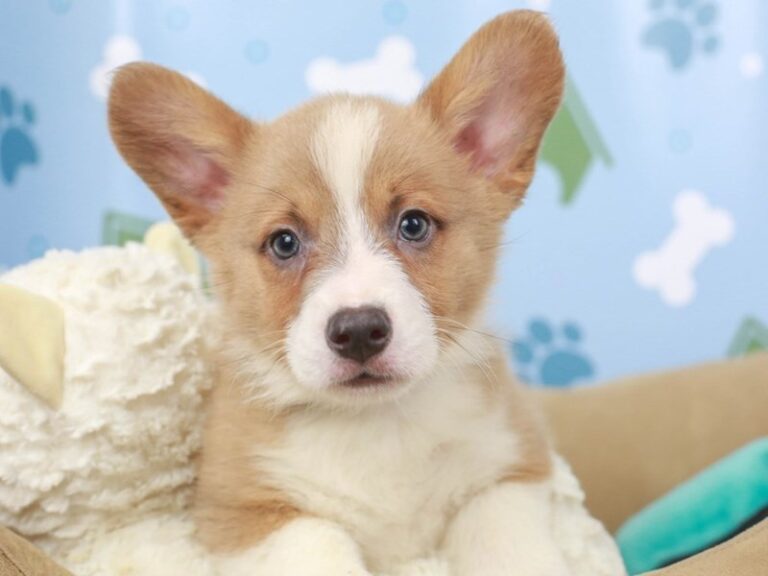 Pembroke Welsh Corgi