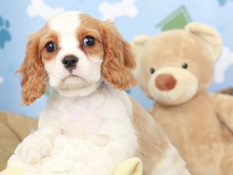 Cavalier King Charles Spaniel