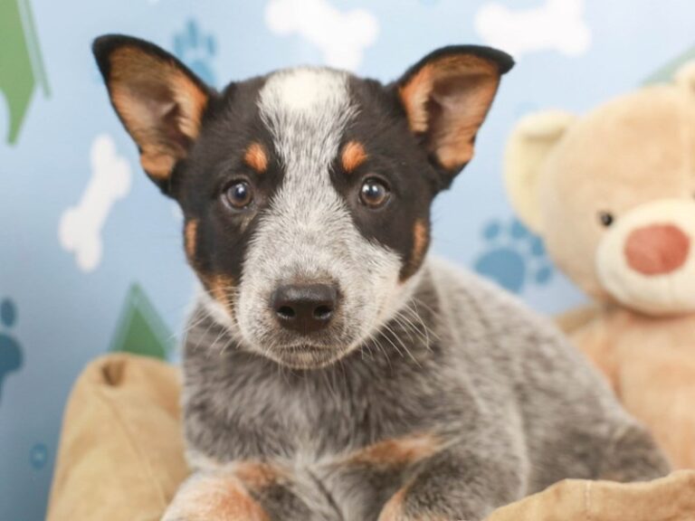 Blue Heeler