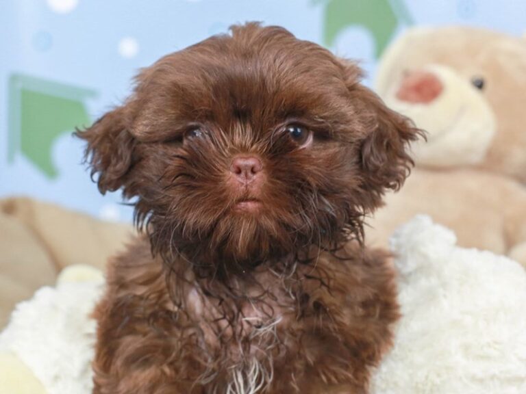 Shih Tzu