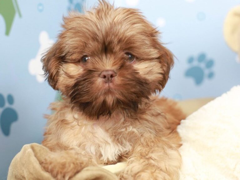 Shih Tzu