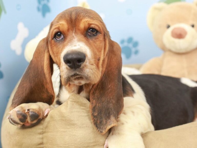 Basset Hound
