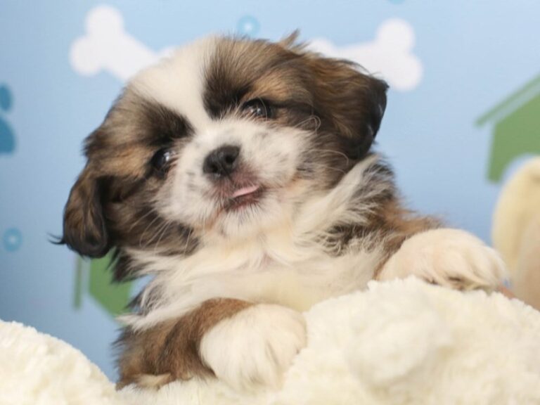 Shih Tzu