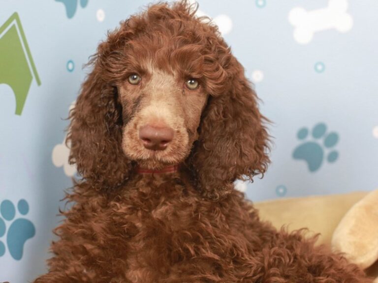 Standard Poodle