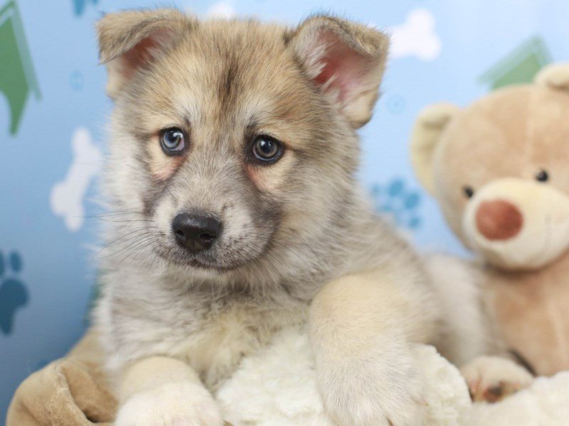 Teddy deals bear pomsky