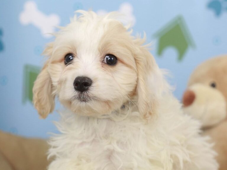 Cavachon