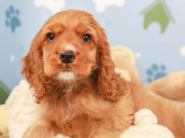 Cocker Spaniel