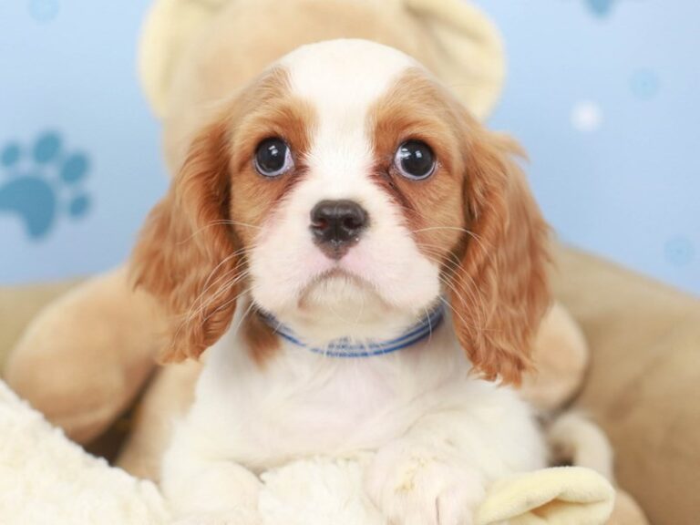 Cavalier King Charles Spaniel