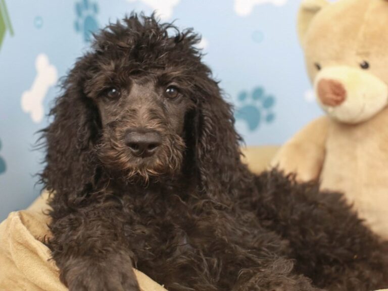 Standard Poodle