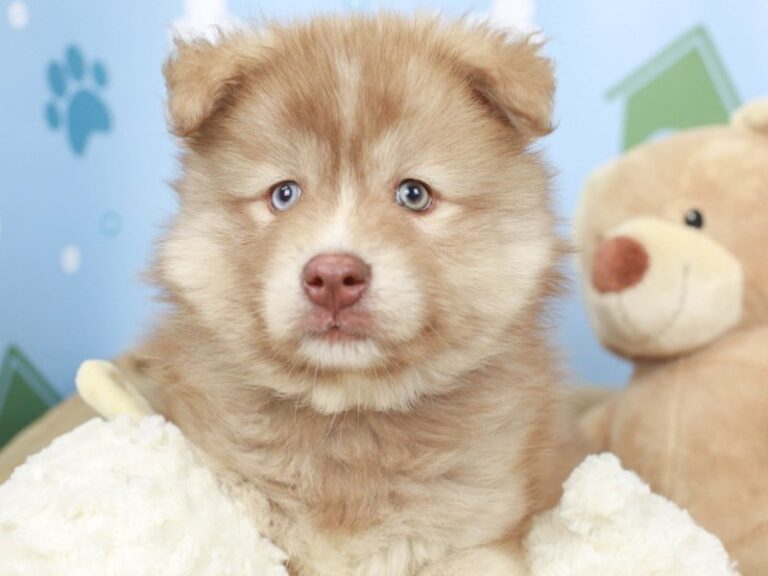 Pomsky