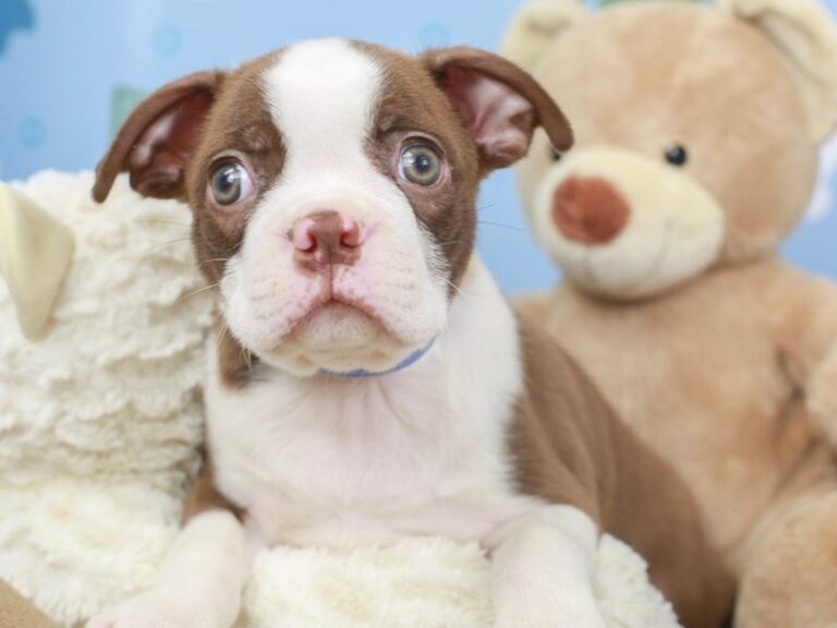 Boston Terrier
