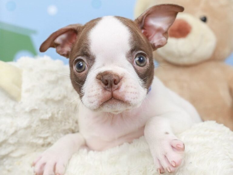 Boston Terrier
