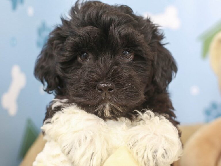 Havanese