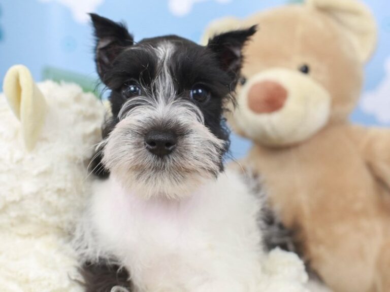Mini Schnauzer