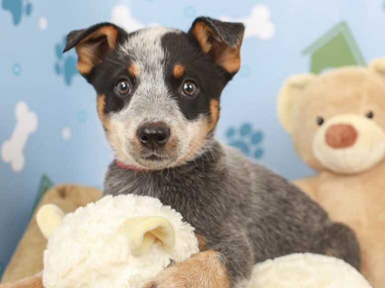 Blue Heeler