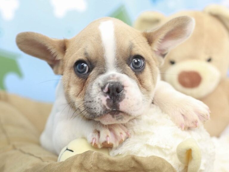 French Bulldog