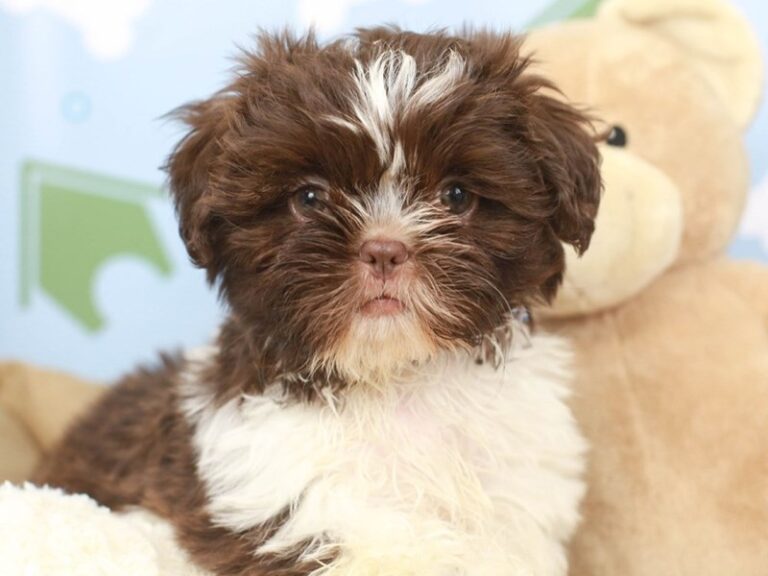 Shih Tzu