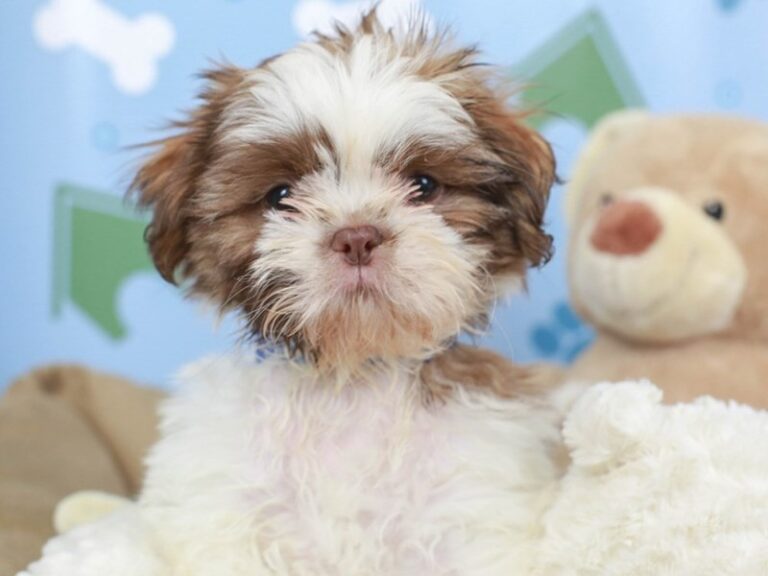 Shih Tzu