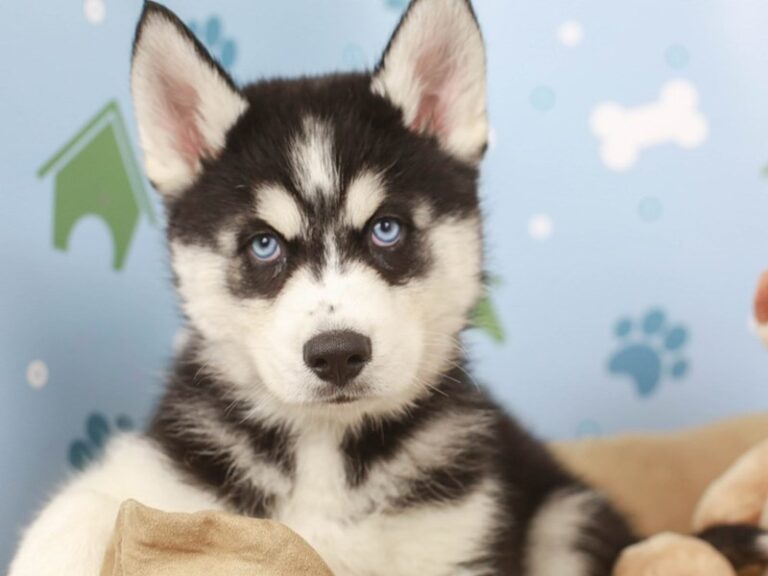 Siberian Husky
