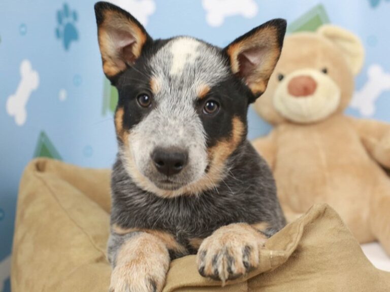 Blue Heeler