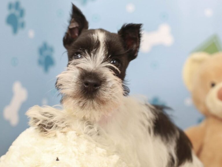 Mini Schnauzer