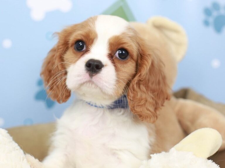 Cavalier King Charles Spaniel