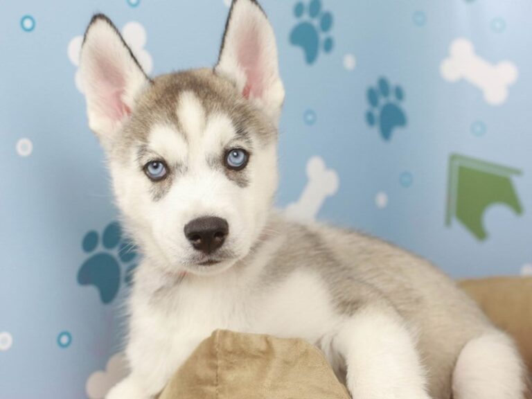 Siberian Husky