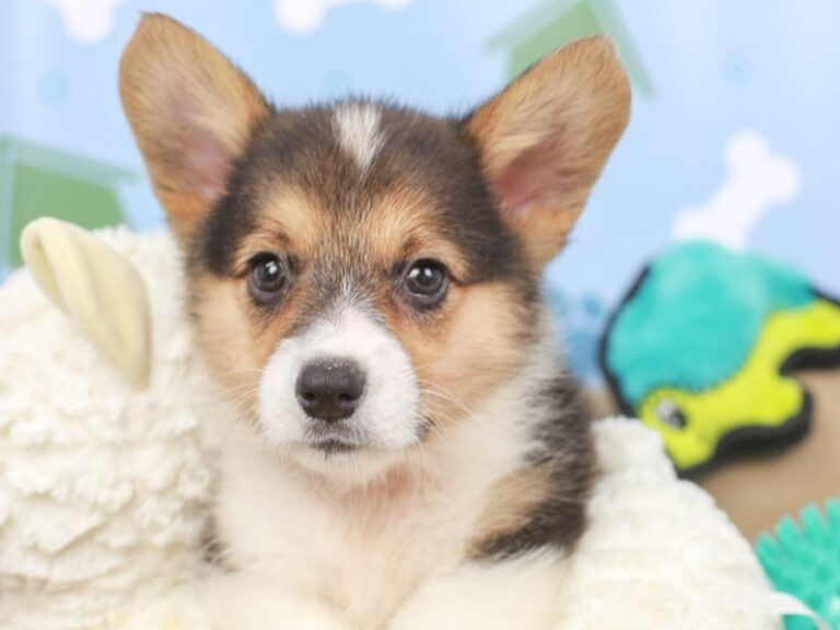 Pembroke Welsh Corgi