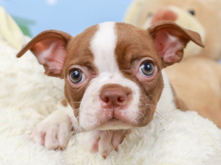 Boston Terrier