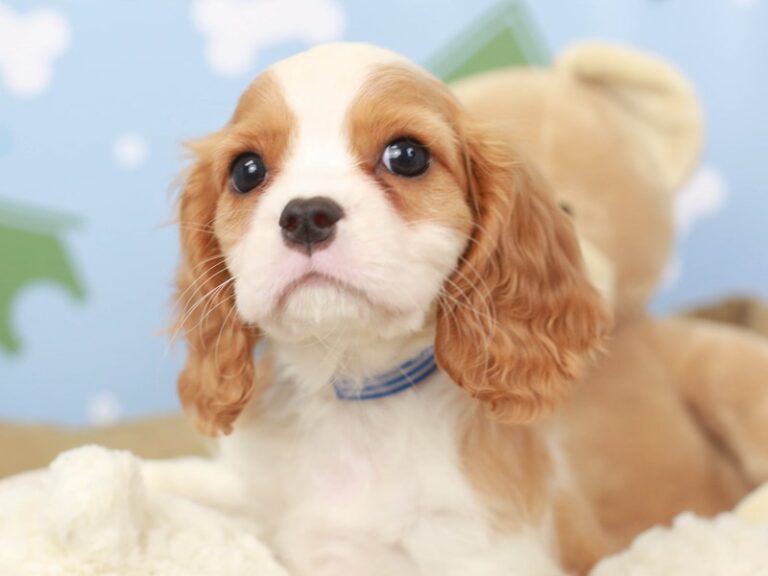 Cavalier King Charles Spaniel