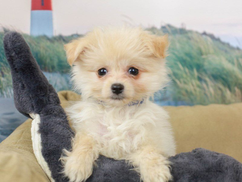 Malti Pom-Female--2736401-Animal Kingdom | Puppies N Love