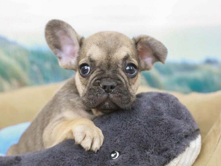 French Bulldog