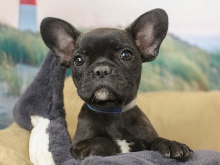 French Bulldog