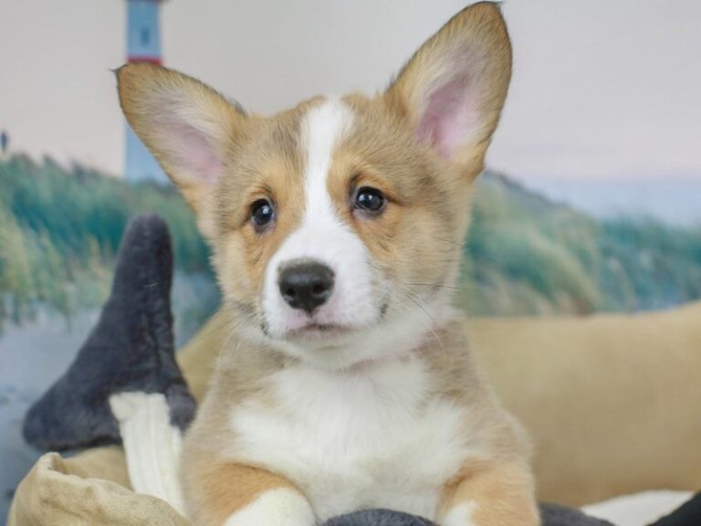 Pembroke Welsh Corgi