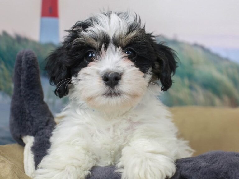 Havanese