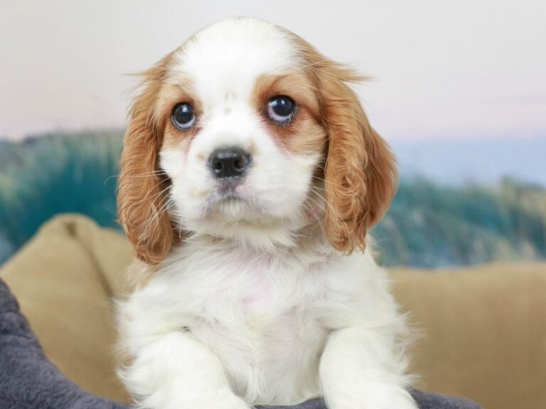 Cavalier King Charles Spaniel
