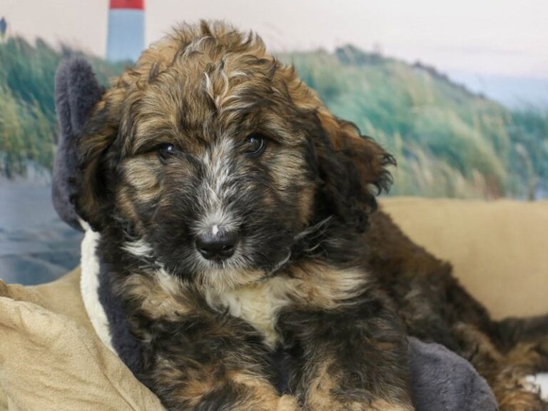 Bernadoodle