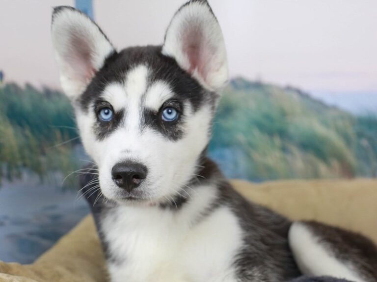 Siberian Husky