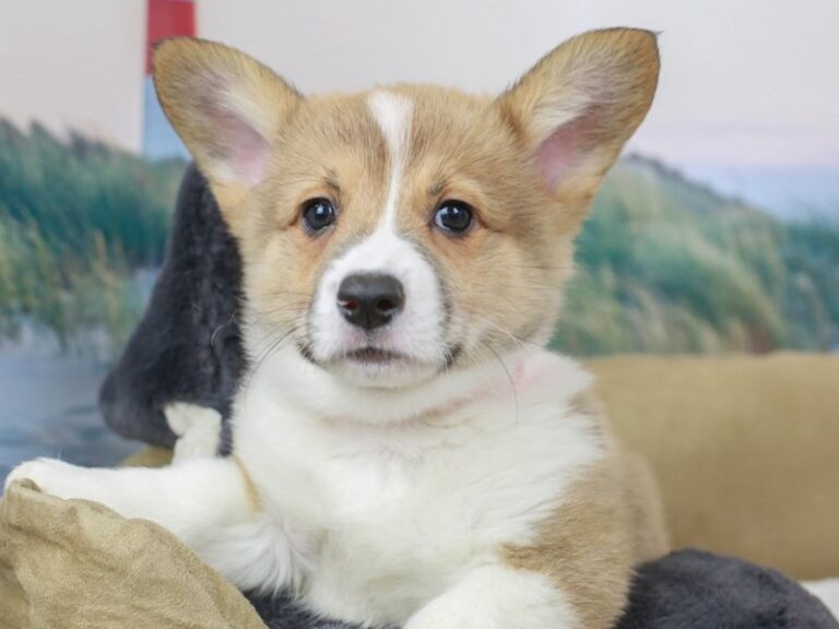 Pembroke Welsh Corgi